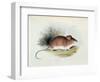 Mus Darwinii, Illustration from 'The Zoology of the Voyage of H.M.S. Beagle, 1832-36'-Charles Darwin-Framed Giclee Print