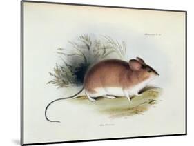 Mus Darwinii, Illustration from 'The Zoology of the Voyage of H.M.S. Beagle, 1832-36'-Charles Darwin-Mounted Giclee Print