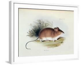 Mus Darwinii, Illustration from 'The Zoology of the Voyage of H.M.S. Beagle, 1832-36'-Charles Darwin-Framed Giclee Print