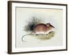 Mus Darwinii, Illustration from 'The Zoology of the Voyage of H.M.S. Beagle, 1832-36'-Charles Darwin-Framed Giclee Print