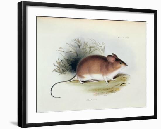 Mus Darwinii, Illustration from 'The Zoology of the Voyage of H.M.S. Beagle, 1832-36'-Charles Darwin-Framed Giclee Print