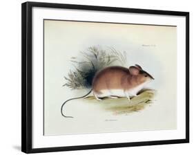 Mus Darwinii, Illustration from 'The Zoology of the Voyage of H.M.S. Beagle, 1832-36'-Charles Darwin-Framed Giclee Print