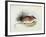 Mus Darwinii, Illustration from 'The Zoology of the Voyage of H.M.S. Beagle, 1832-36'-Charles Darwin-Framed Giclee Print