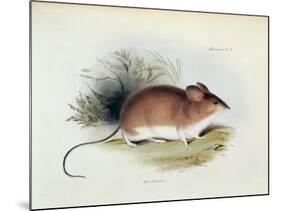 Mus Darwinii, Illustration from 'The Zoology of the Voyage of H.M.S. Beagle, 1832-36'-Charles Darwin-Mounted Giclee Print