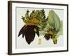 Musa Cavendishii-William Curtis-Framed Giclee Print