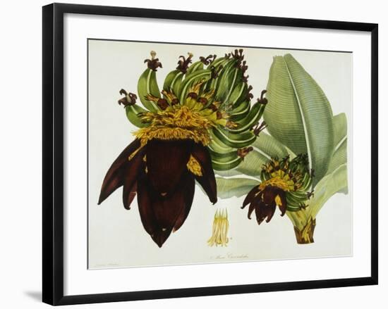 Musa Cavendishii-William Curtis-Framed Giclee Print