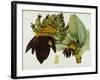 Musa Cavendishii-William Curtis-Framed Giclee Print