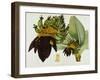 Musa Cavendishii-William Curtis-Framed Giclee Print