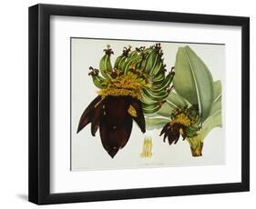 Musa Cavendishii-William Curtis-Framed Giclee Print