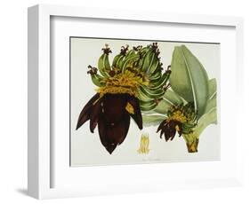 Musa Cavendishii-William Curtis-Framed Giclee Print