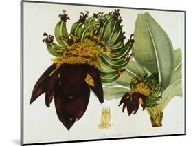 Musa Cavendishii-William Curtis-Mounted Giclee Print