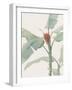 Musa Coccinea - Focus-Pierre Joseph Redoute-Framed Giclee Print