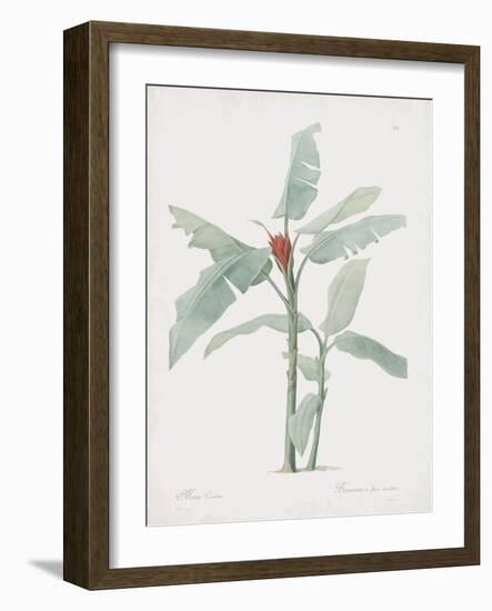 Musa Coccinea-Pierre Joseph Redoute-Framed Giclee Print