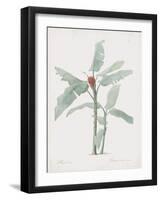 Musa Coccinea-Pierre Joseph Redoute-Framed Giclee Print