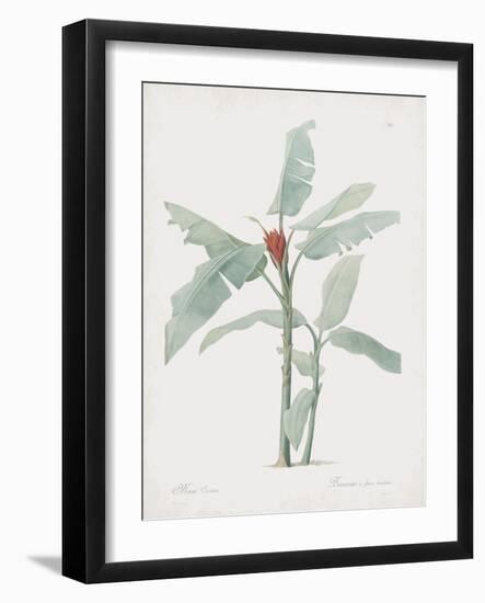 Musa Coccinea-Pierre Joseph Redoute-Framed Giclee Print