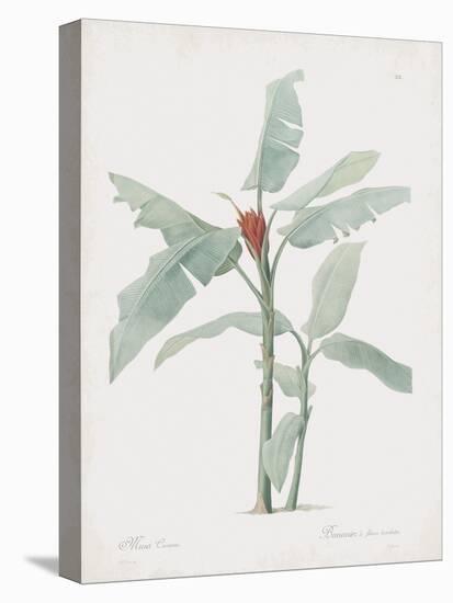 Musa Coccinea-Pierre Joseph Redoute-Stretched Canvas