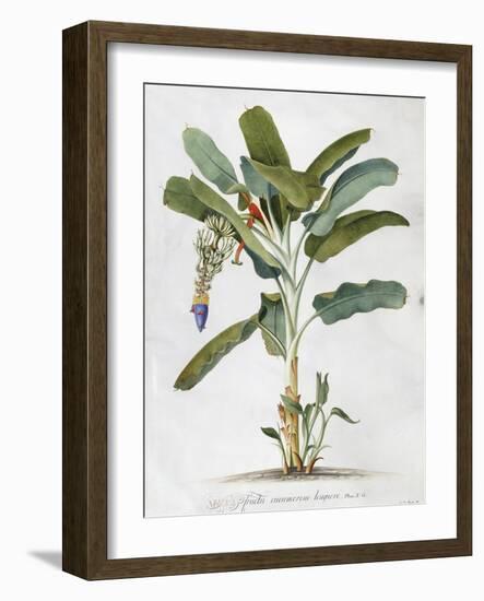 Musa-Georg Dionysius Ehret-Framed Giclee Print