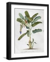 Musa-Georg Dionysius Ehret-Framed Giclee Print