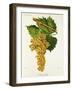 Muscadelle Grape-J. Troncy-Framed Giclee Print