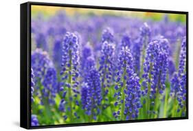 Muscari Armeniacum or Grape Hyacinth in Spring Garden 'Keukenhof', Holland-dzain-Framed Stretched Canvas