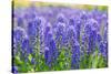 Muscari Armeniacum or Grape Hyacinth in Spring Garden 'Keukenhof', Holland-dzain-Stretched Canvas