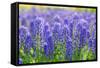 Muscari Armeniacum or Grape Hyacinth in Spring Garden 'Keukenhof', Holland-dzain-Framed Stretched Canvas