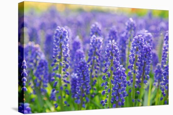 Muscari Armeniacum or Grape Hyacinth in Spring Garden 'Keukenhof', Holland-dzain-Stretched Canvas