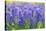 Muscari Armeniacum or Grape Hyacinth in Spring Garden 'Keukenhof', Holland-dzain-Stretched Canvas
