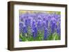 Muscari Armeniacum or Grape Hyacinth in Spring Garden 'Keukenhof', Holland-dzain-Framed Photographic Print