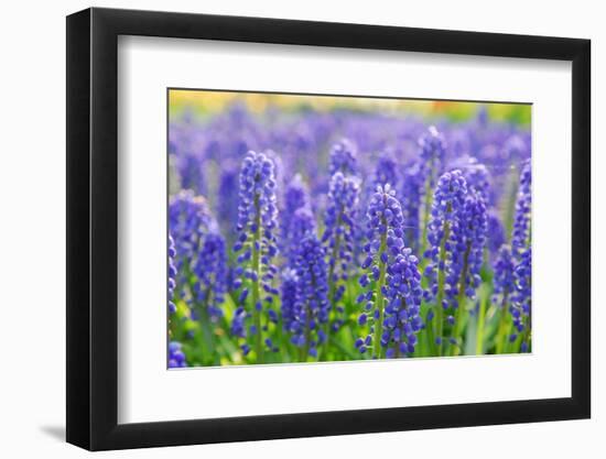 Muscari Armeniacum or Grape Hyacinth in Spring Garden 'Keukenhof', Holland-dzain-Framed Photographic Print