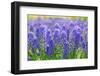 Muscari Armeniacum or Grape Hyacinth in Spring Garden 'Keukenhof', Holland-dzain-Framed Photographic Print