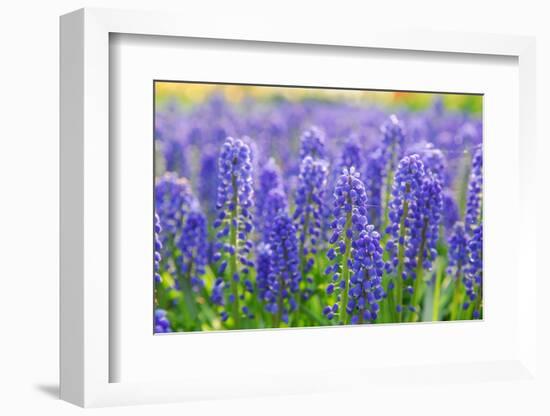 Muscari Armeniacum or Grape Hyacinth in Spring Garden 'Keukenhof', Holland-dzain-Framed Photographic Print