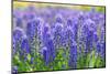 Muscari Armeniacum or Grape Hyacinth in Spring Garden 'Keukenhof', Holland-dzain-Mounted Photographic Print