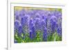 Muscari Armeniacum or Grape Hyacinth in Spring Garden 'Keukenhof', Holland-dzain-Framed Photographic Print