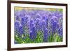 Muscari Armeniacum or Grape Hyacinth in Spring Garden 'Keukenhof', Holland-dzain-Framed Photographic Print