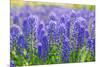 Muscari Armeniacum or Grape Hyacinth in Spring Garden 'Keukenhof', Holland-dzain-Mounted Photographic Print