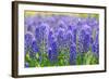 Muscari Armeniacum or Grape Hyacinth in Spring Garden 'Keukenhof', Holland-dzain-Framed Photographic Print