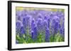 Muscari Armeniacum or Grape Hyacinth in Spring Garden 'Keukenhof', Holland-dzain-Framed Photographic Print