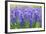 Muscari Armeniacum or Grape Hyacinth in Spring Garden 'Keukenhof', Holland-dzain-Framed Photographic Print