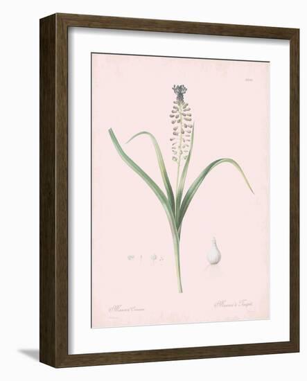 Muscari Comosum - Rose-Pierre Joseph Redoute-Framed Giclee Print