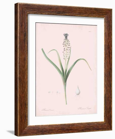 Muscari Comosum - Rose-Pierre Joseph Redoute-Framed Giclee Print