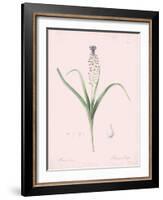 Muscari Comosum - Rose-Pierre Joseph Redoute-Framed Giclee Print