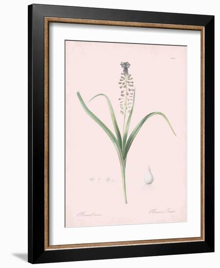 Muscari Comosum - Rose-Pierre Joseph Redoute-Framed Giclee Print