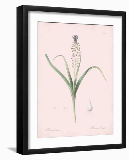 Muscari Comosum - Rose-Pierre Joseph Redoute-Framed Giclee Print