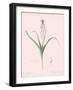 Muscari Comosum - Rose-Pierre Joseph Redoute-Framed Giclee Print