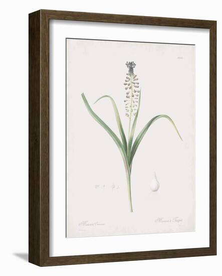 Muscari Comosum-Pierre Joseph Redoute-Framed Giclee Print