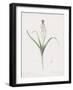 Muscari Comosum-Pierre Joseph Redoute-Framed Giclee Print