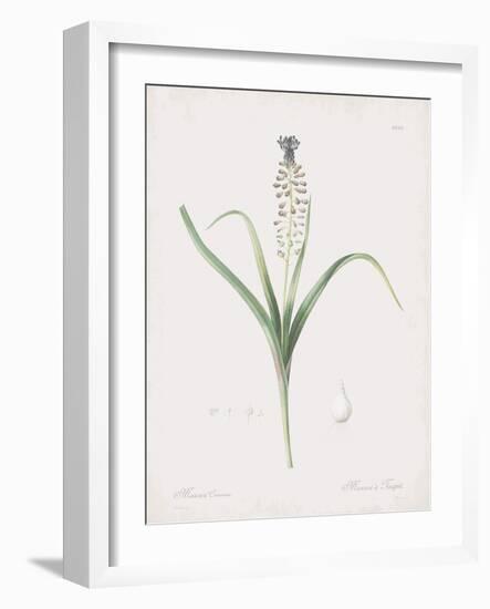 Muscari Comosum-Pierre Joseph Redoute-Framed Giclee Print