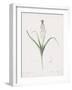 Muscari Comosum-Pierre Joseph Redoute-Framed Giclee Print