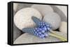 Muscari, Grape Hyacinth, Blossoms, Stones, Close-Up-Andrea Haase-Framed Stretched Canvas